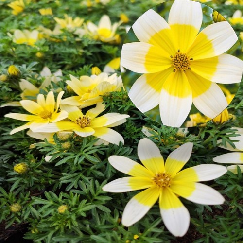 Bidens ferulifolia 'Taka Tuka® M White & Yellow' - Feerulalehine ruse 'Taka Tuka® M White & Yellow'  